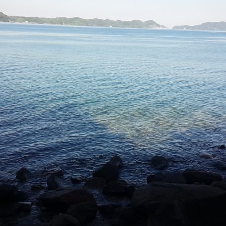 ヤズ、入ってきました。