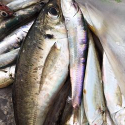 久しぶりにかもめ大橋　チヌ活性よし