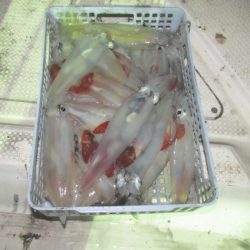 ジギング船 BLUEWATER 釣果