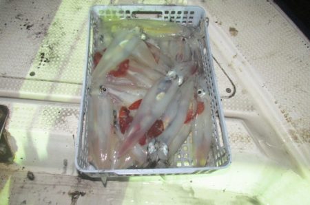 ジギング船 BLUEWATER 釣果