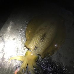 春イカ終盤っぽい中紀でキロアップのアオリイカゲット