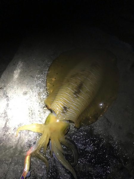 春イカ終盤っぽい中紀でキロアップのアオリイカゲット