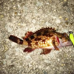 ライトゲーム、?