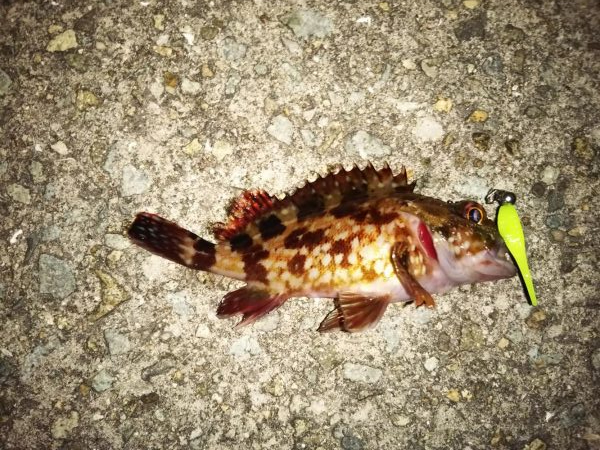 ライトゲーム、?