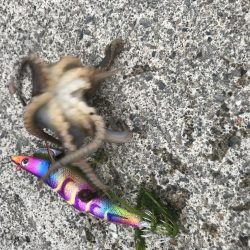 雨降る前にエギング