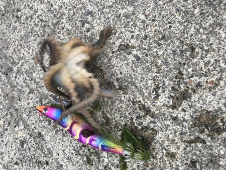 雨降る前にエギング