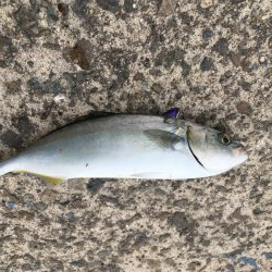 ツバスでっかくなってきた