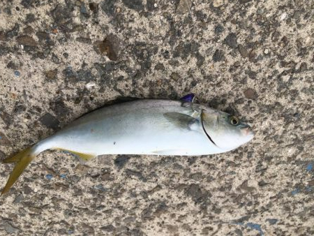 ツバスでっかくなってきた