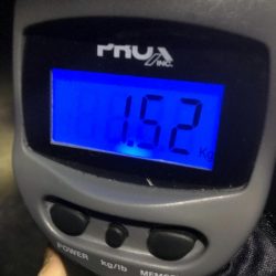 キロアップ春イカまだまだいけそうです