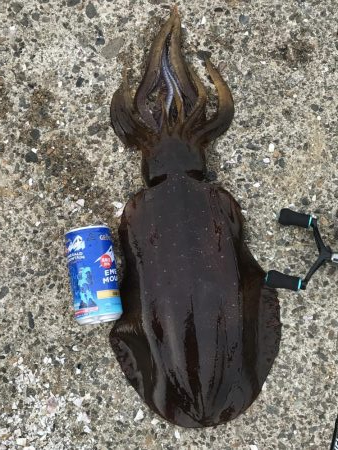 約1年半ぶりの投稿