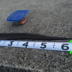 アコウを求めて