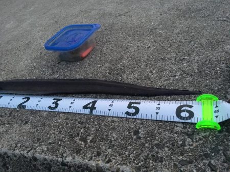 アコウを求めて