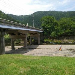上桂川で若鮎釣り