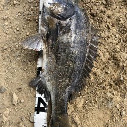 イチノ兄弟、釣果！