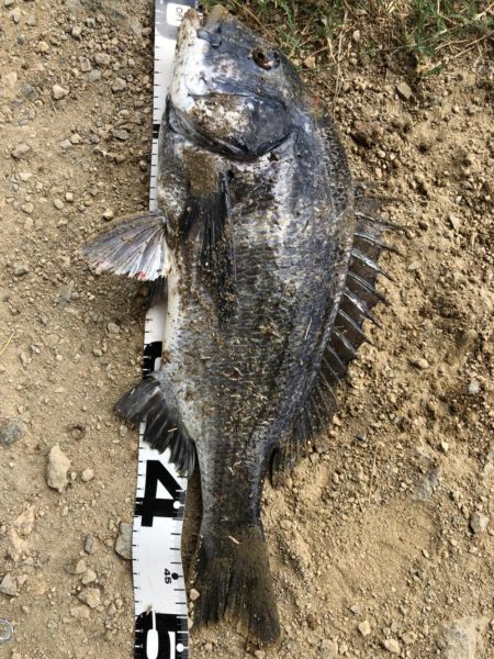 イチノ兄弟、釣果！