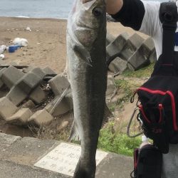 サーフシーバス