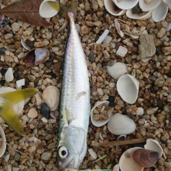 千代崎海岸でライトショアジギング