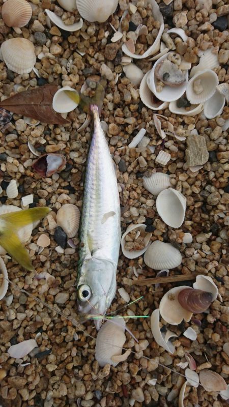 千代崎海岸でライトショアジギング