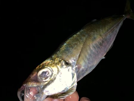 ライトゲーム釣果