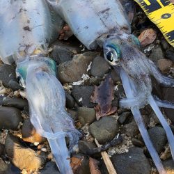 ベイトのサイズに合わせて