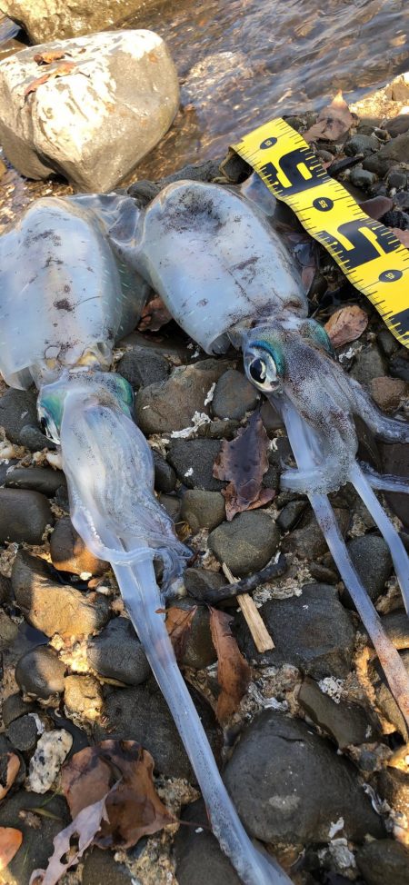 ベイトのサイズに合わせて