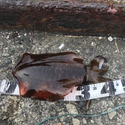 朝まずめの連続ヒット