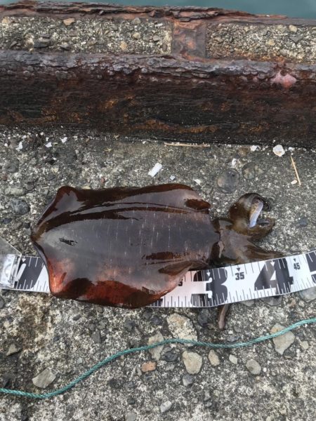 朝まずめの連続ヒット