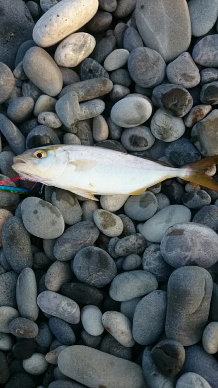 七里御浜ライトショアジギング