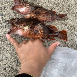 ライトショアジギング