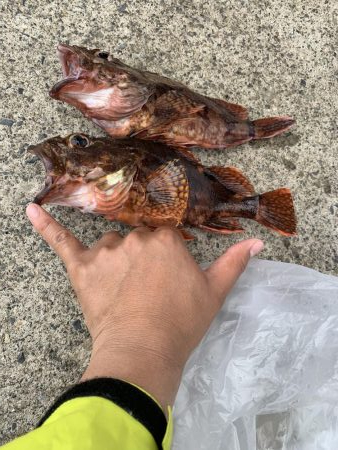 ライトショアジギング