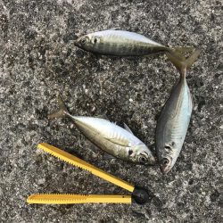 昼から大サバ狙い