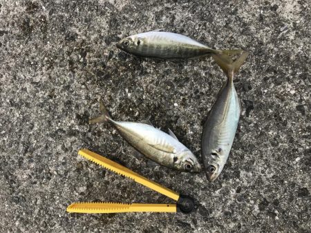 昼から大サバ狙い