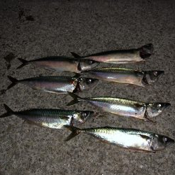 梅雨前ラスト鯖