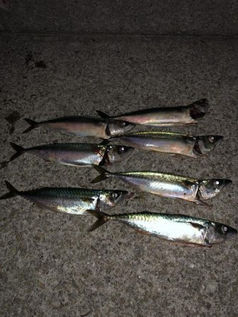 梅雨前ラスト鯖