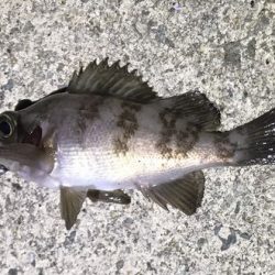 アジ探せず・・・