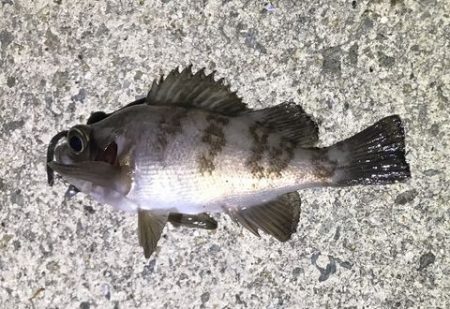 アジ探せず・・・