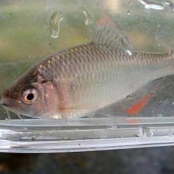 北摂 ヤリタナゴ釣り