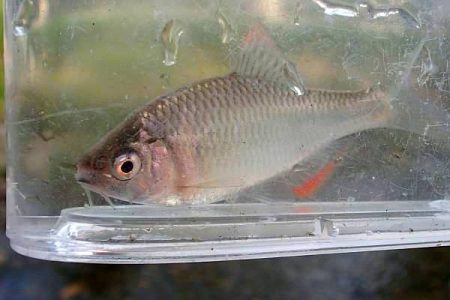 北摂 ヤリタナゴ釣り