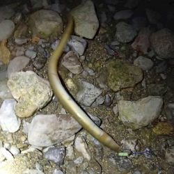 ウナギ＆テナガエビ