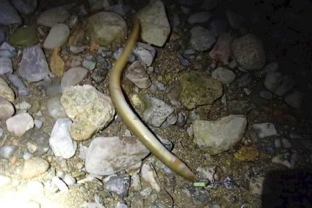 ウナギ＆テナガエビ