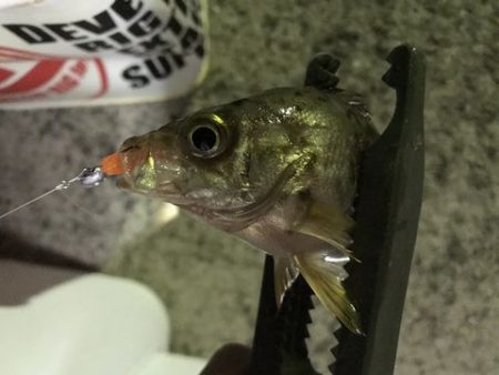 アジ探しが五目釣りに