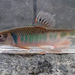 北摂 ヤリタナゴ釣り(2)