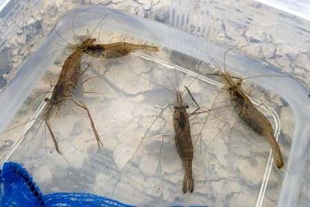 メスのみ活性高い 手長エビ