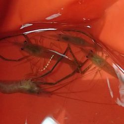 ウナギ＆手長エビ 2