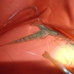 夕方の手長エビ＆ウナギ