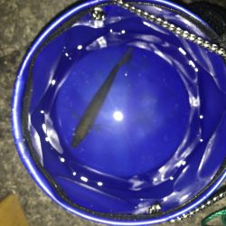 アジング とキス釣り