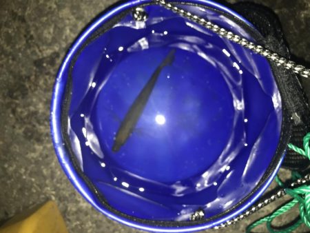 アジング とキス釣り