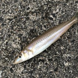 大物は次回に期待