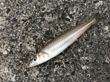 大物は次回に期待