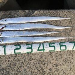 タチウオ全て粒揃い